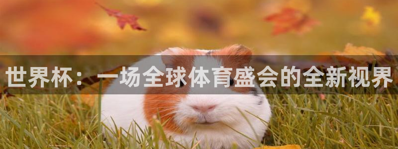 世界杯48支球队赛制：世界杯：一场全球体育盛会的全新视界